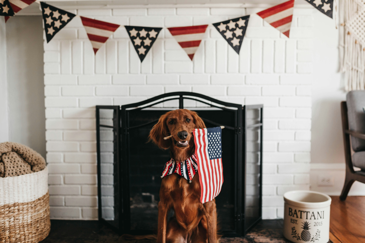 The Patriotic Pup Collection