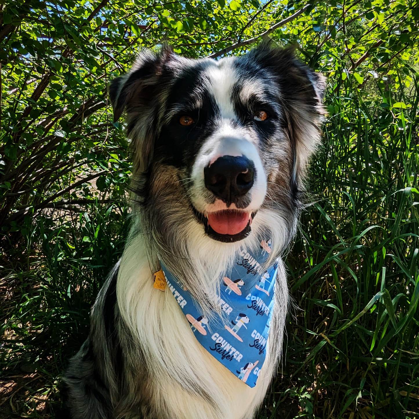 Counter Surfer Dog Bandana