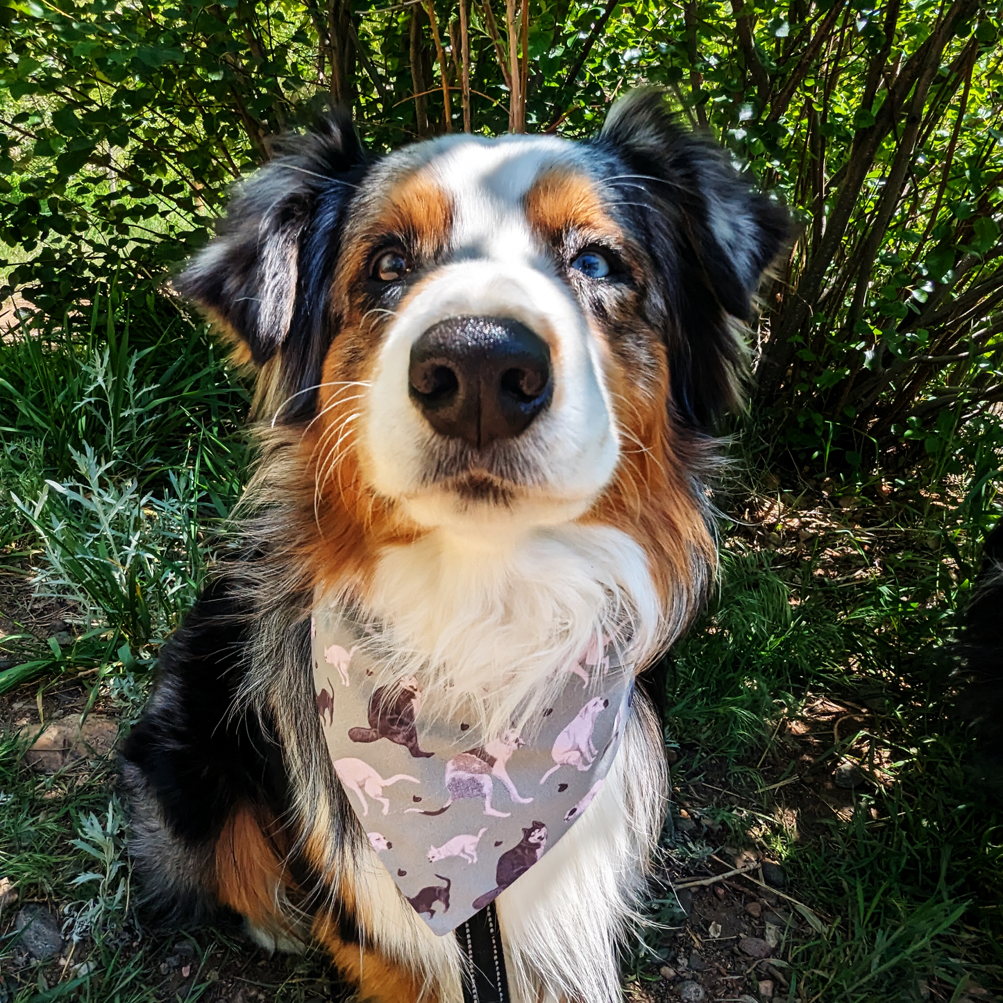 Dogs Pooping Dog Bandana