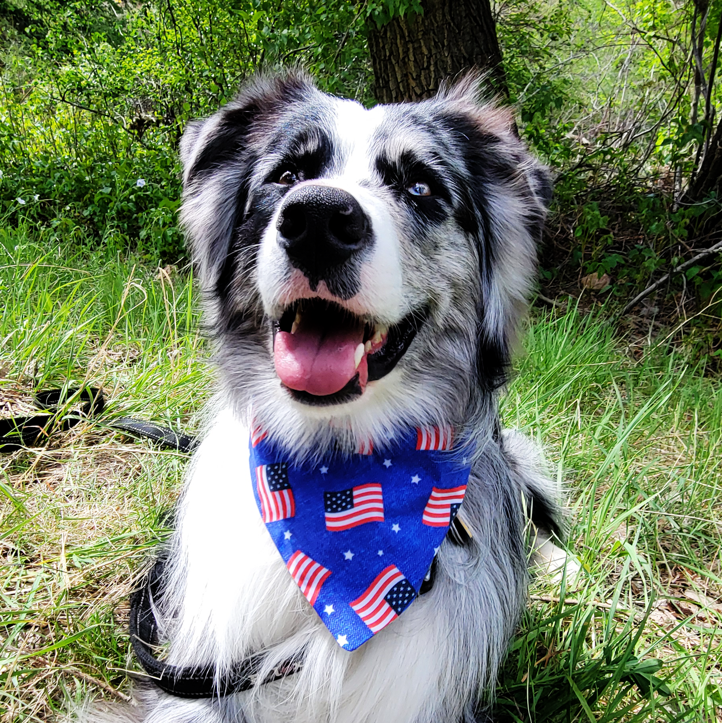 American Flag - USA - stars and flags Dog Bandana