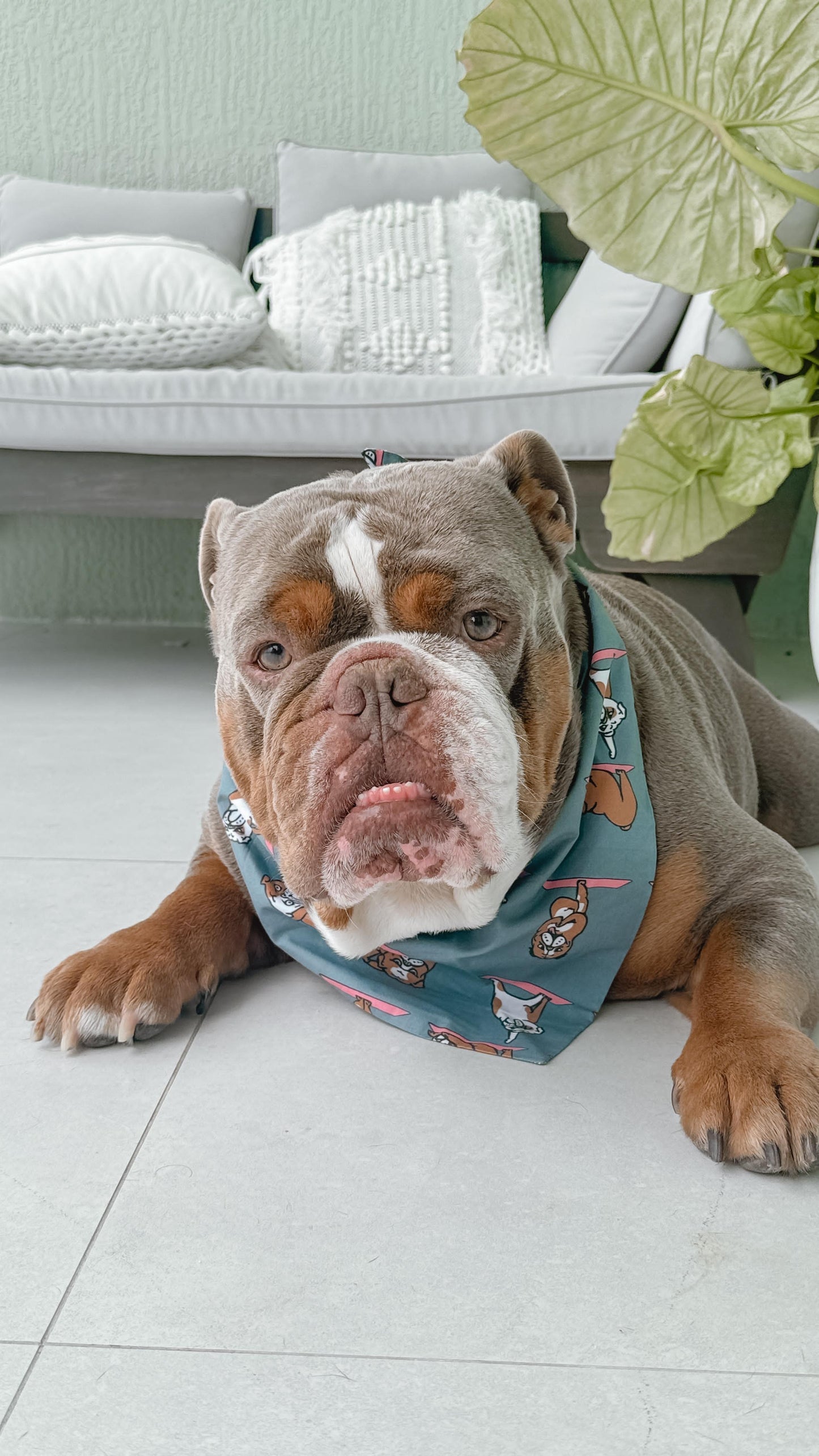 English Bulldog Yoga Dog Bandana