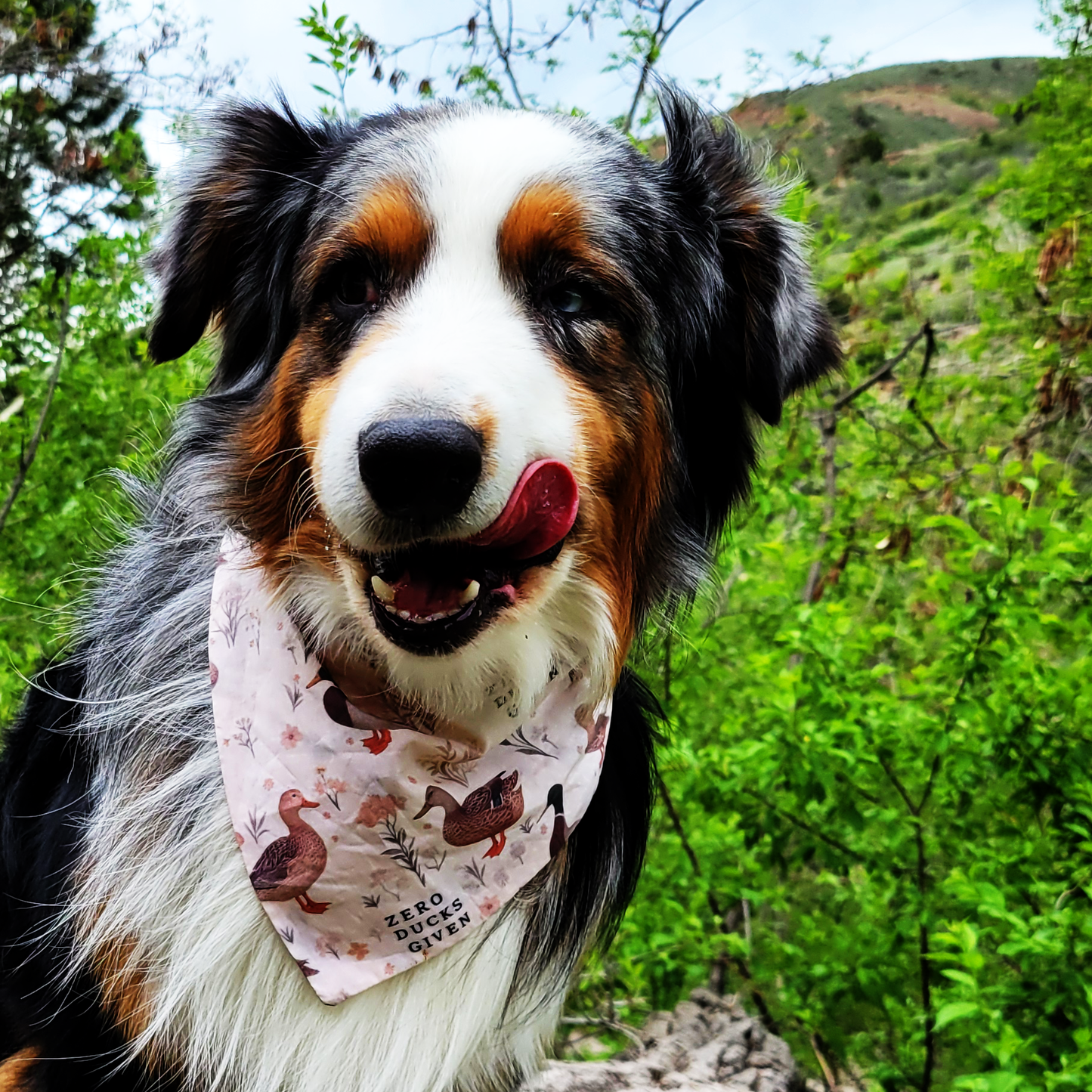 Zero Ducks Given Dog Bandana